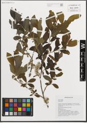 Foto von Salix L.